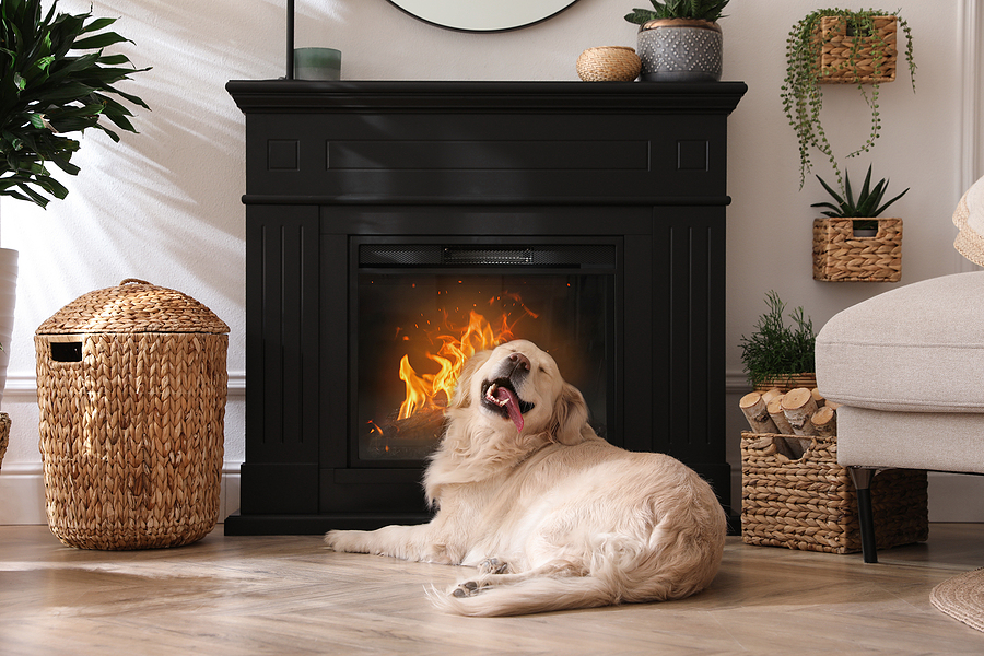 Happy golden retriever laying in front of an electric fireplace
